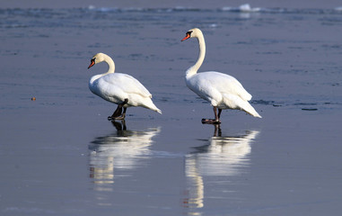 Fototapeta na wymiar Pair of swans walking on the ice of a frozen river Danube, in Belgrade, Zemun, Serbia.