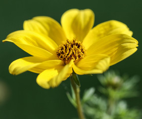 Yellow Flower