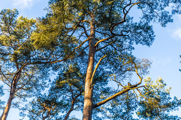 Kiefernwald auf rügen