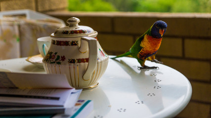 tea time with the love birds © Christopher