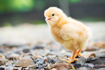 A little chicken in garden