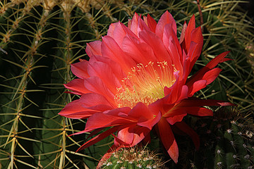 Cactus Flower