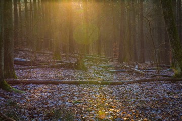 Winter or late autumnal forest