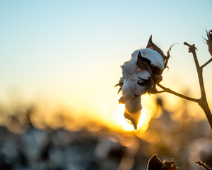 Cotton