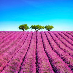 Plakat Lavender and trees uphill. Provence, France
