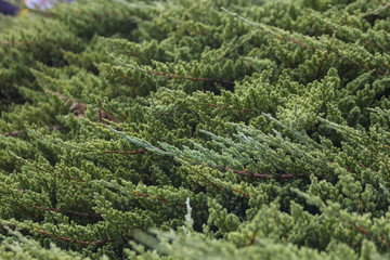 Green Pine pattern