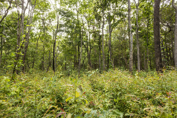 green forest tree of wide nature