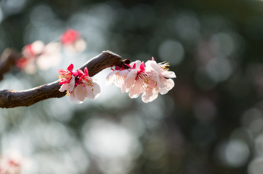 梅の花