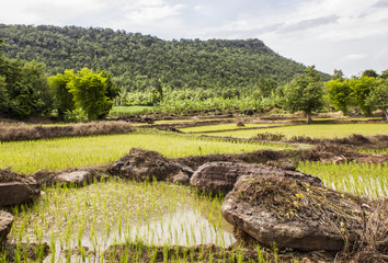 Rice field at rural of Thailand.