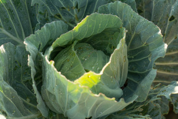 Obraz premium cabbage