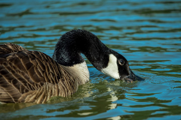 Obraz premium Canada Geese