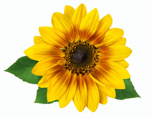 Fototapeta premium flower of a sunflower isolated on white background