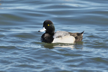 スズガモ(Greater Scaup)