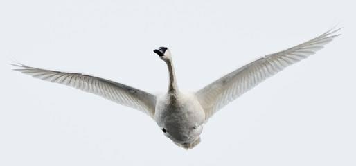 Trumpeter Swan