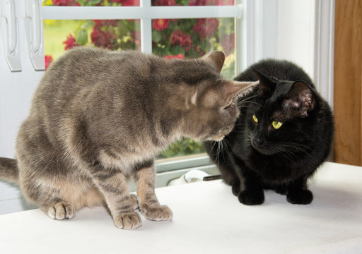 Two Cats Looking At Each Other Suspiciously, In Front Of A Window