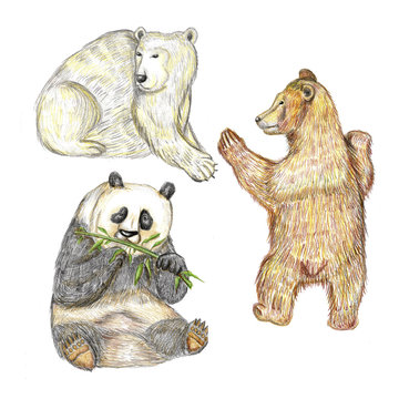 Raster cute pencil set of three bear cubs – panda,  white and brown ones. Animal theme, design element, illustration for kids’ stuff and publishing, zoological and biological image.