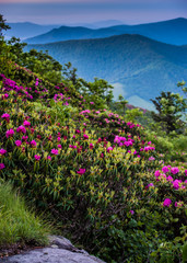 Obraz premium Rhododendron Blooms in Blue Ridge Mountains