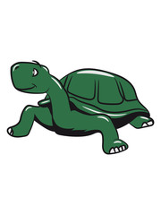 Turtle funny real