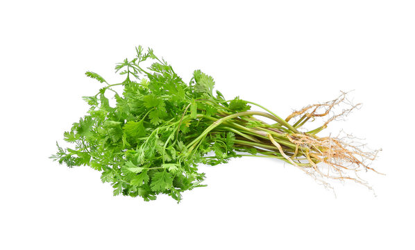 Coriander. Pile of fresh coriander leaves with root isolated on
