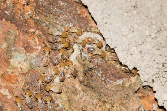 This is a photo some termite, was taken in XiaMen botanical garden, China.