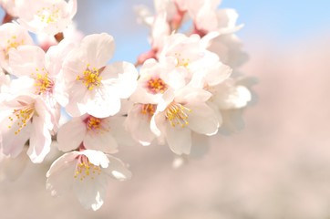 Fototapeta na wymiar 桜の花　青空背景