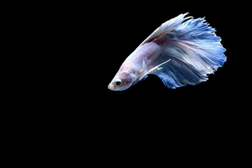 Siamese fighting fish