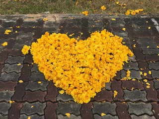 flowers yellow holiday valentine hart background wallpaper bloom beautiful blossom
