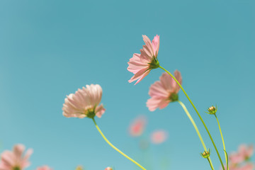 Obraz premium pink cosmos