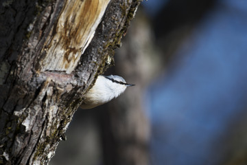 ゴジュウカラ(Eurasian nuthatch)