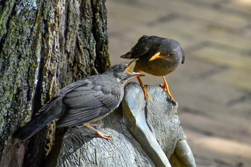 Olive Thrush Feeding