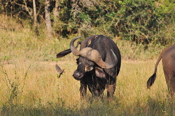 Buffalo and Ox-picker