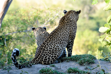 Leopards sitting