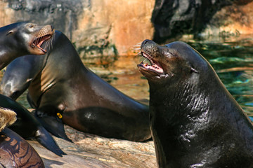 Sealions