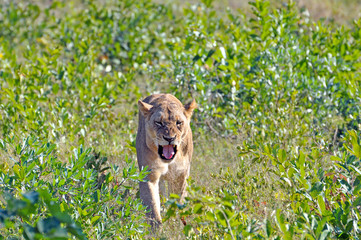 Lion Hunting