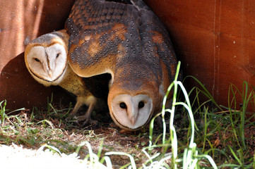 Barn Owls