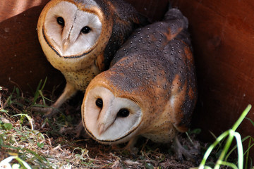 Baby Owls