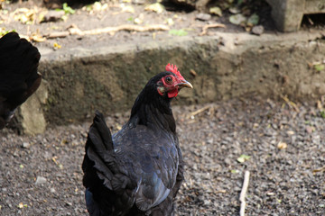 Chicken looking backwards