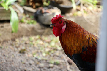 Rooster looking in the door