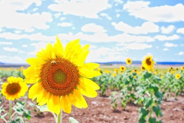 Obraz premium Sunflowers in Sunflower Field, Queensland, Australia