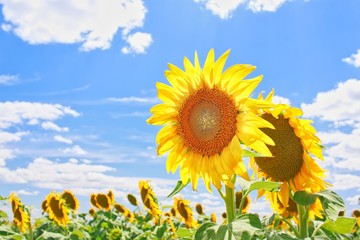 Obraz premium Sunflowers in Sunflower Field, Queensland, Australia