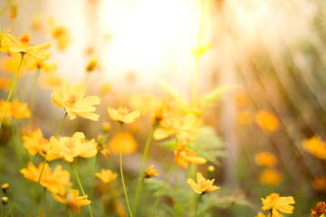 Fototapeta premium yellow flowers sunset background