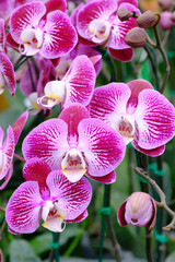 purple orchid
