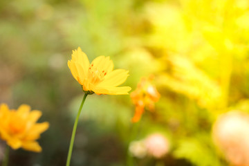 yellow flowers sunset background