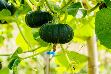 Winter squash, or Pumpkin on its tree