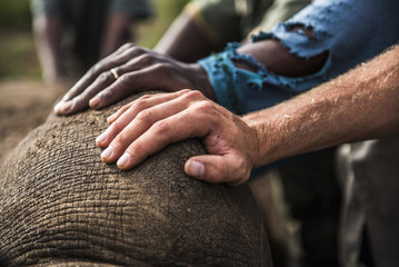 Stabilizing a White Rhino that has been immobilised 