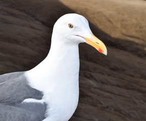 Seagull Close-up