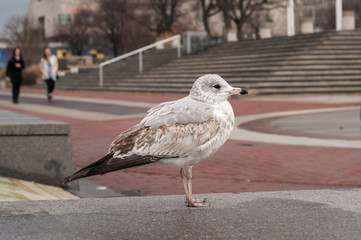 Seagull at urban park area with staircase closeup
