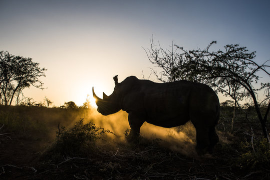 White Rhino silhouetted against a setting sun.