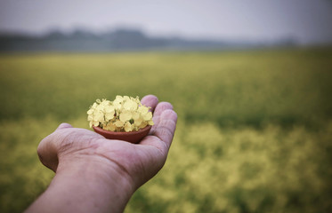 Hand holding mustard flowers