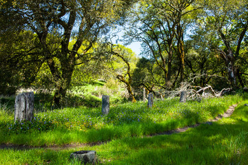 Purple flowers in a meadow.  Sonoma, California.